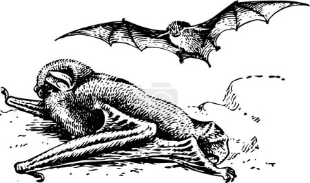 Ilustración de Silueta negra de un murciélago - Imagen libre de derechos