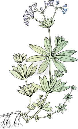 Téléchargez les illustrations : Illustration de la plante à l'ancienne - en licence libre de droit