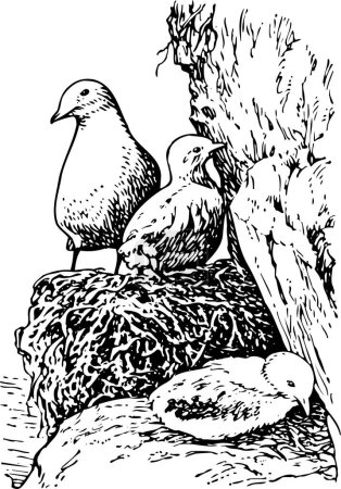 Téléchargez les illustrations : Illustration avec des oiseaux sur fond blanc - en licence libre de droit