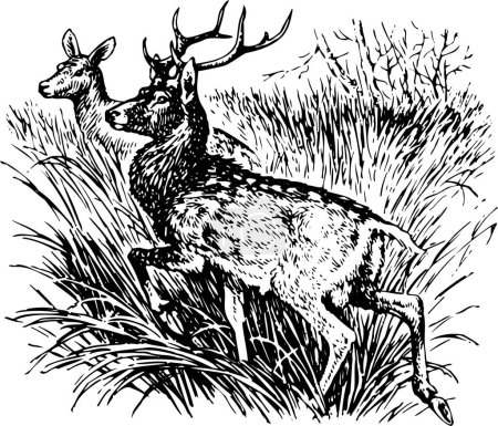 Illustration for Black and white illustration of Deer Cervus Nippon isolated on white - Royalty Free Image