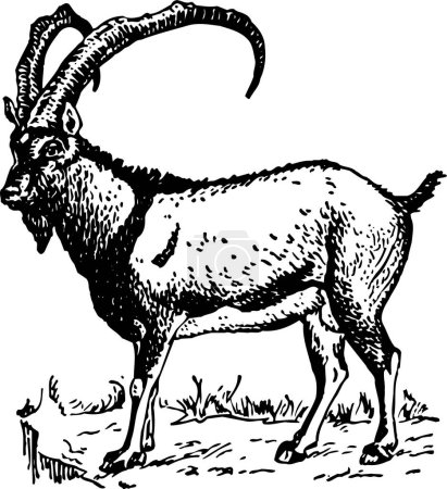 Téléchargez les illustrations : Illustration vectorielle d'une chèvre - en licence libre de droit