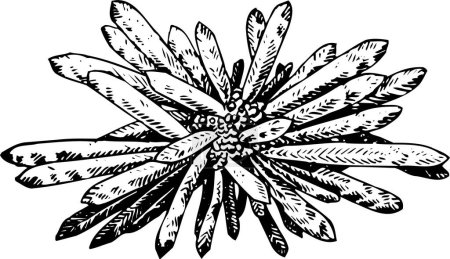 Téléchargez les illustrations : Noir et blanc belle œuvre d'art de plantes, flore, nature. illustration vectorielle - en licence libre de droit