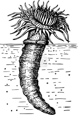 Téléchargez les illustrations : Illustration vectorielle en noir et blanc de Ceriantharia (anémone de mer) isolée sur fond blanc - en licence libre de droit