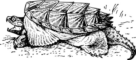 Téléchargez les illustrations : Illustration d'une tortue noire et blanche - en licence libre de droit