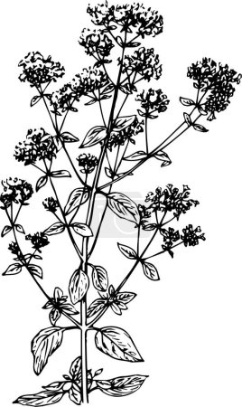 Illustration for Vector black and white engraved floral botanical flowers and leaves isolated on white background. - Royalty Free Image