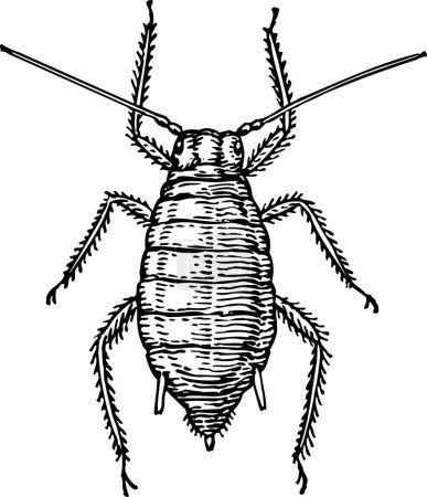 Ilustración de Boceto blanco y negro de la cucaracha. - Imagen libre de derechos