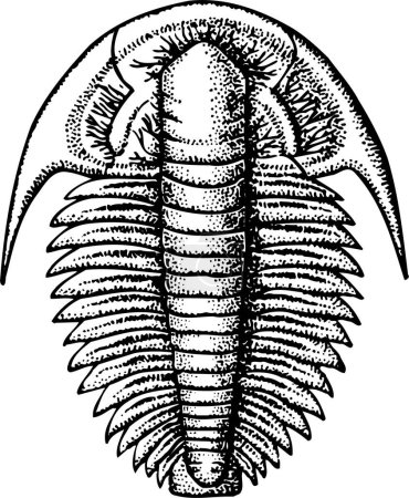 illustration vectorielle en noir et blanc de trilobite isolé sur fond blanc