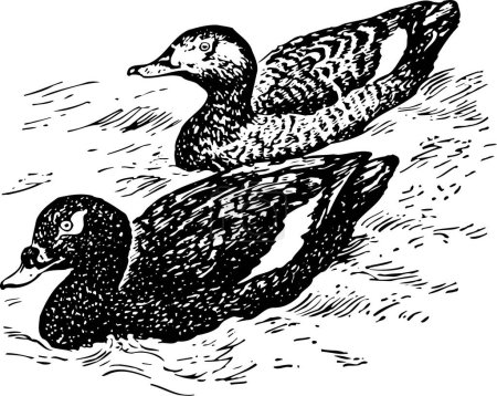 Illustration for Two black ducks, vector illustration. - Royalty Free Image