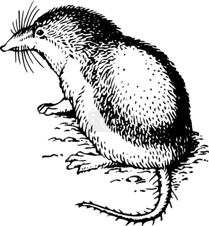 Illustration for Black and white vector illustration of Shrew or shrew mouse isolated on white background - Royalty Free Image