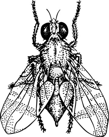 Illustration for Black and white vector of a fly - Royalty Free Image