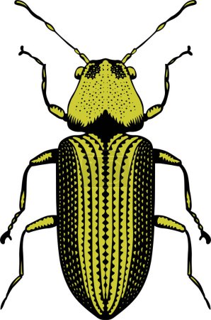 Téléchargez les illustrations : Illustration vectorielle du scarabée - en licence libre de droit