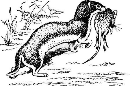 Téléchargez les illustrations : Illustration vectorielle en noir et blanc du chasseur Otter isolé sur fond blanc - en licence libre de droit