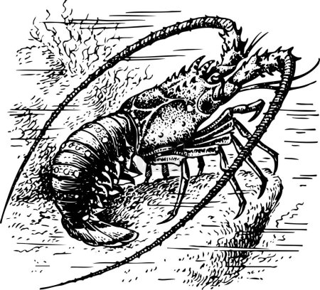 Téléchargez les illustrations : Illustration gravée sur bois de crevettes - en licence libre de droit