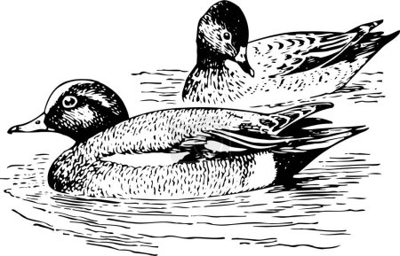 Ilustración de Dos gansos nadando en el agua
. - Imagen libre de derechos