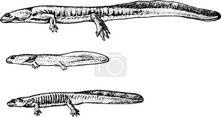 Illustration for Illustration of lizard animal - Royalty Free Image