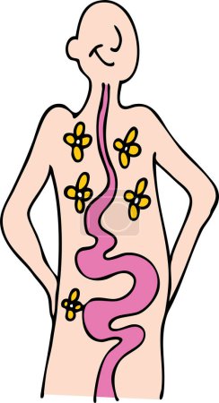 Ilustración de Una imagen de una persona con un sistema digestivo saludable
. - Imagen libre de derechos