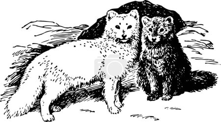 Téléchargez les illustrations : Illustration vectorielle en noir et blanc de renards arctiques isolés sur fond blanc - en licence libre de droit