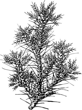 Illustration for Hand - drawn sketch of a fir tree branch, vector illustration - Royalty Free Image