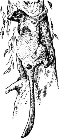 Ilustración de Ilustración vectorial en blanco y negro de zarigüeya aislada sobre fondo blanco - Imagen libre de derechos