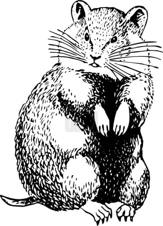 Ilustración de Ilustración vectorial en blanco y negro de Cricetinae (hámster) aislado sobre fondo blanco - Imagen libre de derechos