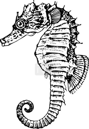 Téléchargez les illustrations : Illustration vectorielle d'un hippocampe - en licence libre de droit