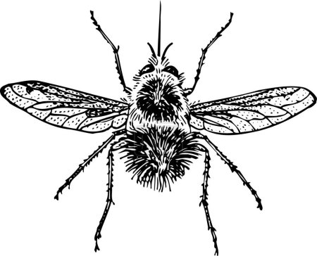 Illustration for Vector illustration of the insect - Royalty Free Image