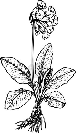 Illustration for Black and white vector illustration of beautiful plant with leaves - Royalty Free Image