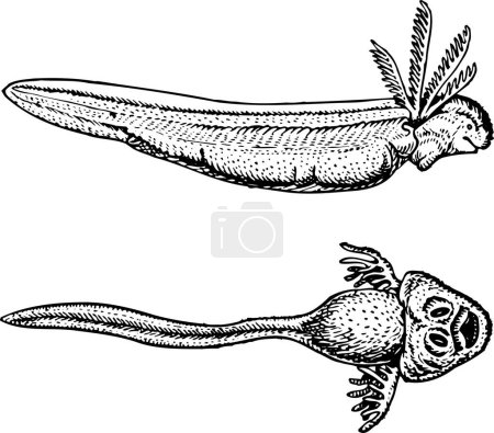 Illustration for Black and white vector illustration of Two pictures of tadpole isolated on white background - Royalty Free Image