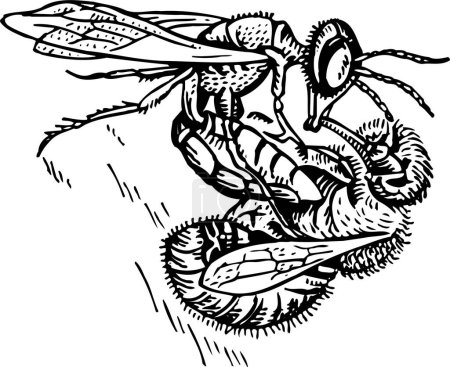Illustration for Vector illustration of the bee. - Royalty Free Image