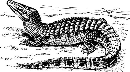 Téléchargez les illustrations : Illustration de crocodile, illustration vectorielle - en licence libre de droit