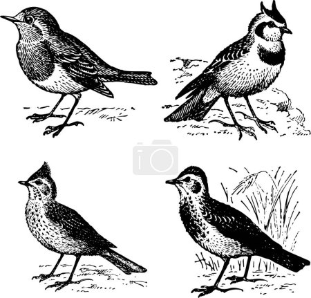 Photo for Black and white vector illustration of a bird - Royalty Free Image