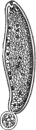 Ilustración de Ilustración vectorial en blanco y negro de Diphyllobothrium latum aislado sobre fondo blanco - Imagen libre de derechos