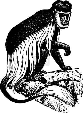 Téléchargez les illustrations : Image vectorielle d'un singe sur fond blanc - en licence libre de droit