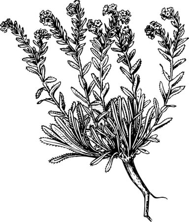 Ilustración de Ilustración vectorial en blanco y negro de hermosa planta con hojas - Imagen libre de derechos