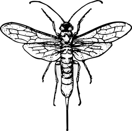 Téléchargez les illustrations : Croquis vectoriel dessiné à la main de libellule - en licence libre de droit