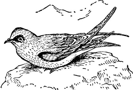 Téléchargez les illustrations : Illustration de l'oiseau noir et blanc - en licence libre de droit
