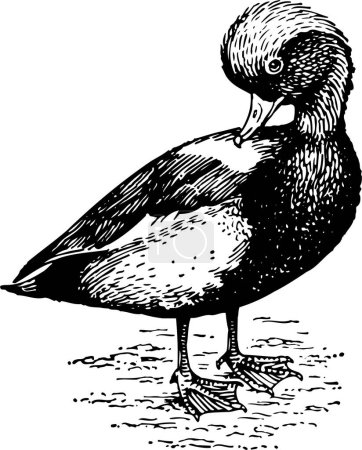 Ilustración de Ilustración de un vector de pato ilustración. - Imagen libre de derechos