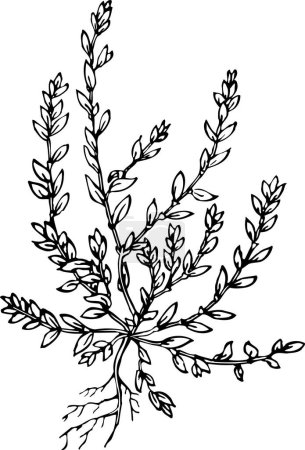 Illustration for Black and white vector illustration of beautiful plant with leaves - Royalty Free Image