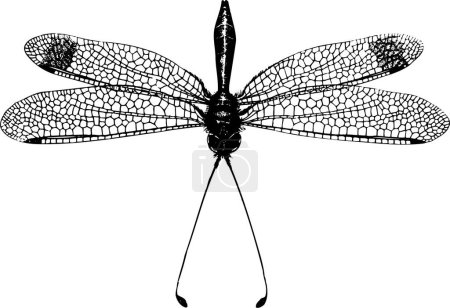 Téléchargez les illustrations : Illustration vectorielle de libellule - en licence libre de droit