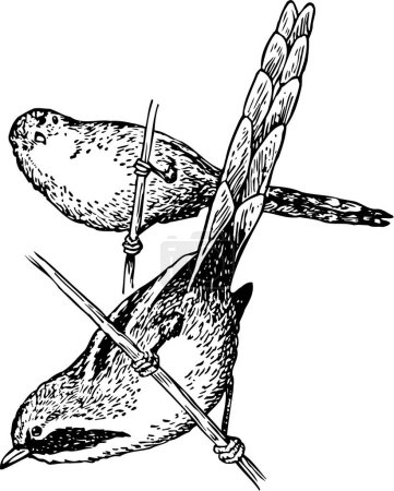 Ilustración de Ilustración vectorial en blanco y negro de un ave - Imagen libre de derechos