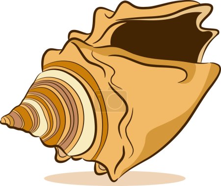 Illustration for Vector  shell on the white background - Royalty Free Image