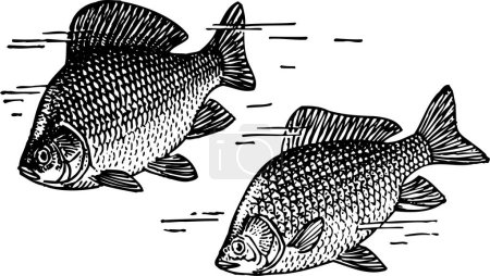 Illustration for Vector drawing illustration of two fishes - Royalty Free Image