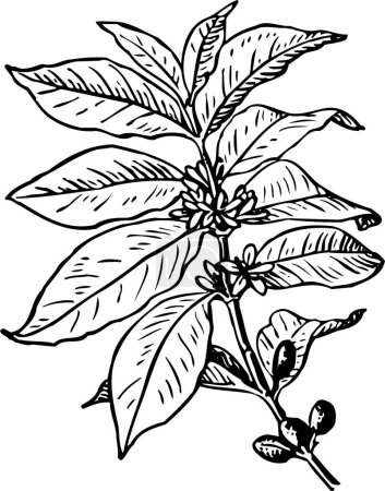 Téléchargez les illustrations : Croquis dessiné à la main d'une plante - en licence libre de droit
