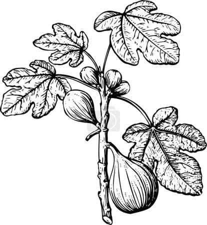Illustration for Black and white drawing of plant - Royalty Free Image