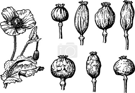Illustration for Black and white illustration of Poppy Seed Heads set  isolated on white - Royalty Free Image