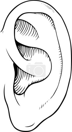 Illustration for Black and white vector hand drawn cartoon illustration of ear - Royalty Free Image