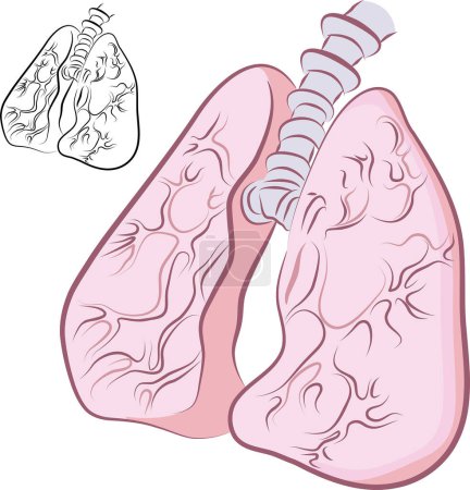 Ilustración de Vector conjunto de pulmones - Imagen libre de derechos