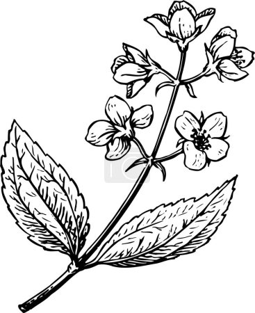 Illustration for Vector flower and leaf - Royalty Free Image