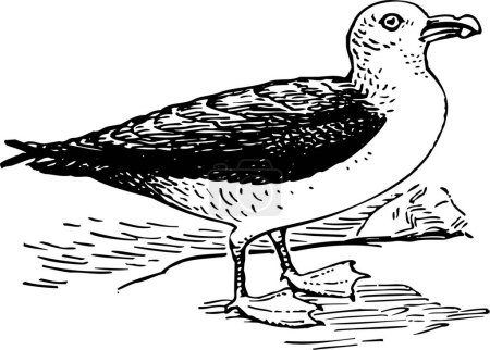 Illustration for Illustration of a seagull - Royalty Free Image