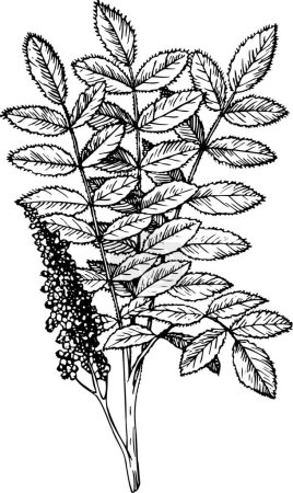Ilustración de Una planta en el jardín
. - Imagen libre de derechos